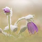 Kuhschellen im Schnee