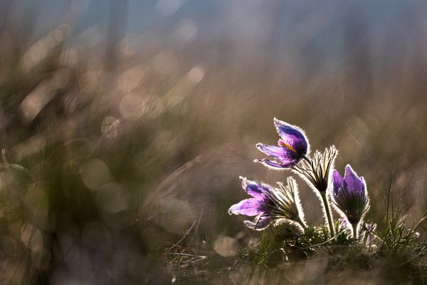 Kuhschellen in der Abendsonne (1 von 1)