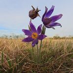 Kuhschellen in der Garchinger Heide