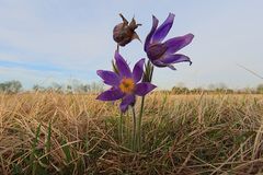 Kuhschellen in der Garchinger Heide