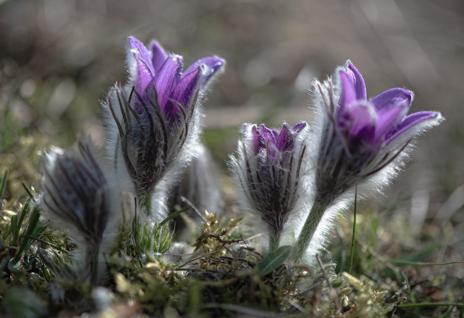 Kuhschellen - ja ist denn schon Frühling ?