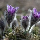 Kuhschellen - ja ist denn schon Frühling ?