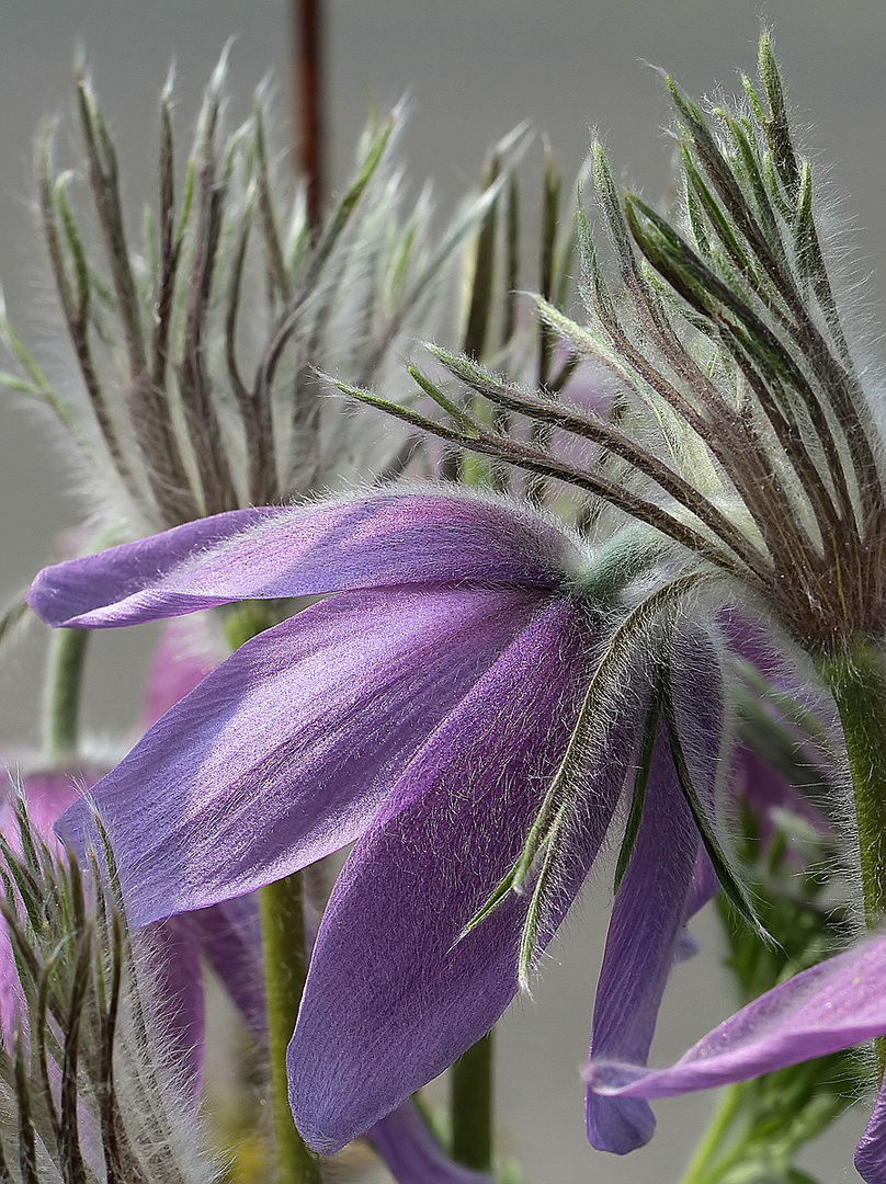 Kuhschellen oder Küchenschellen (Pulsatilla) ...