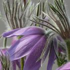 Kuhschellen oder Küchenschellen (Pulsatilla) ...