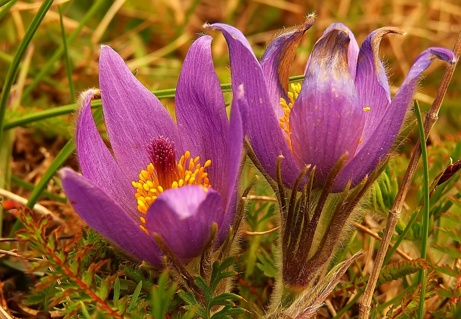 Kuhschellen oder Küchenschellen (Pulsatilla)