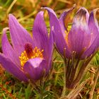 Kuhschellen oder Küchenschellen (Pulsatilla)