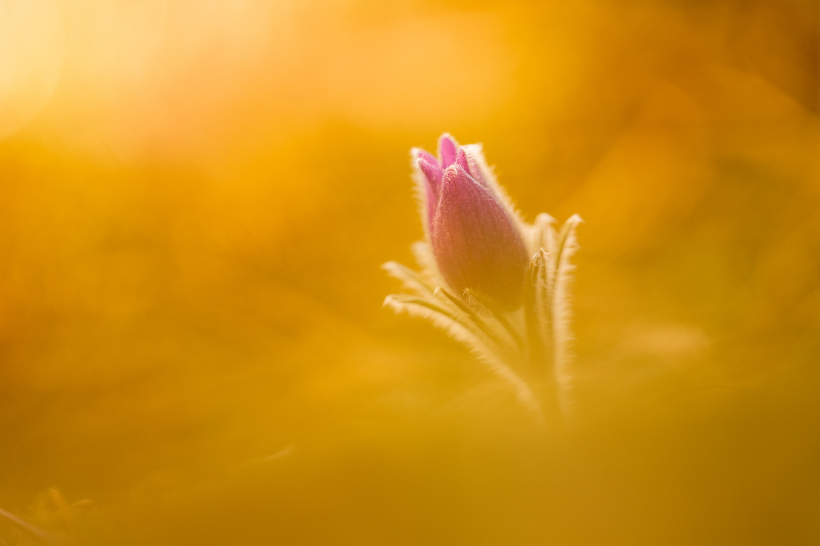 Kuhschellen oder Pulsatilla