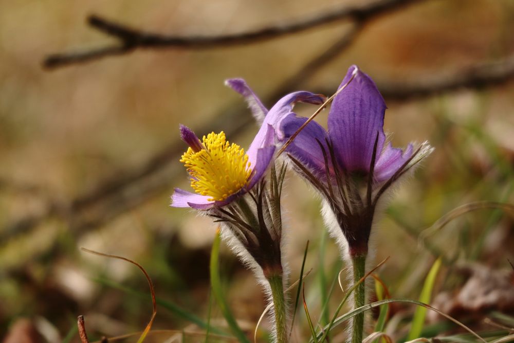 Kuhschellen (Pulsatilla vulgaris)