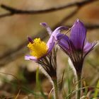 Kuhschellen (Pulsatilla vulgaris)