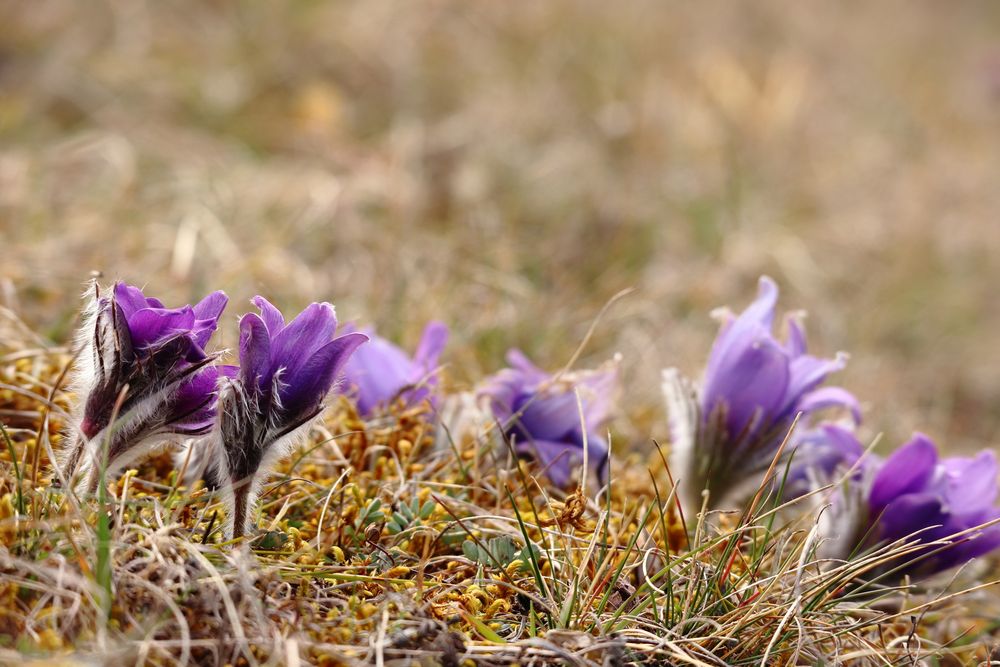 Kuhschellen (Pulsatilla vulgaris)