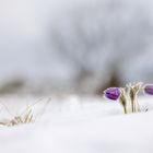 Kuhschellen, Wintereinbruch