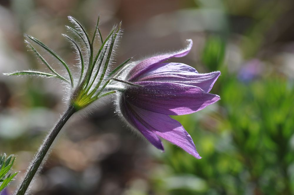 Kuhschellenfrühsommerbild 