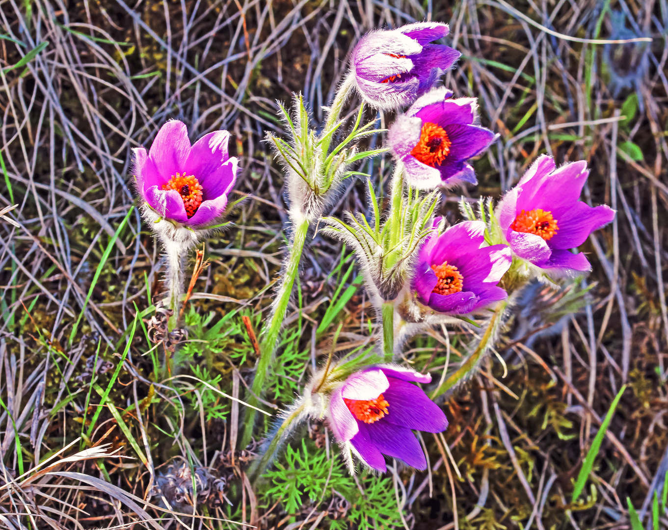 Kuhschellengruppe (Pulsatilla vulgaris) im Winde