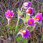 Kuhschellengruppe (Pulsatilla vulgaris) im Winde