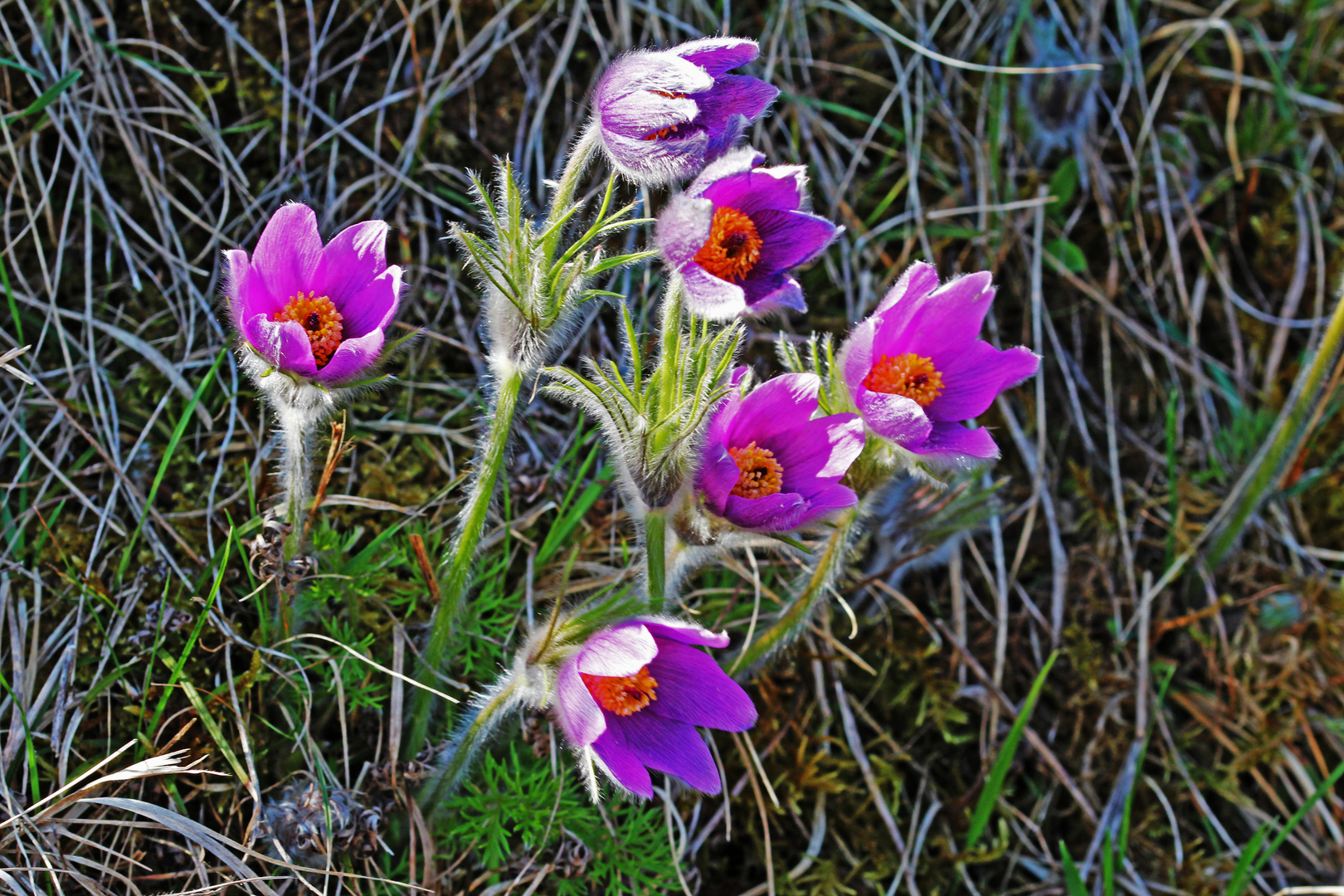 Kuhschellengruppe (Pulsatilla vulgaris) im Winde