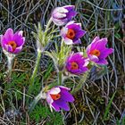 Kuhschellengruppe (Pulsatilla vulgaris) im Winde