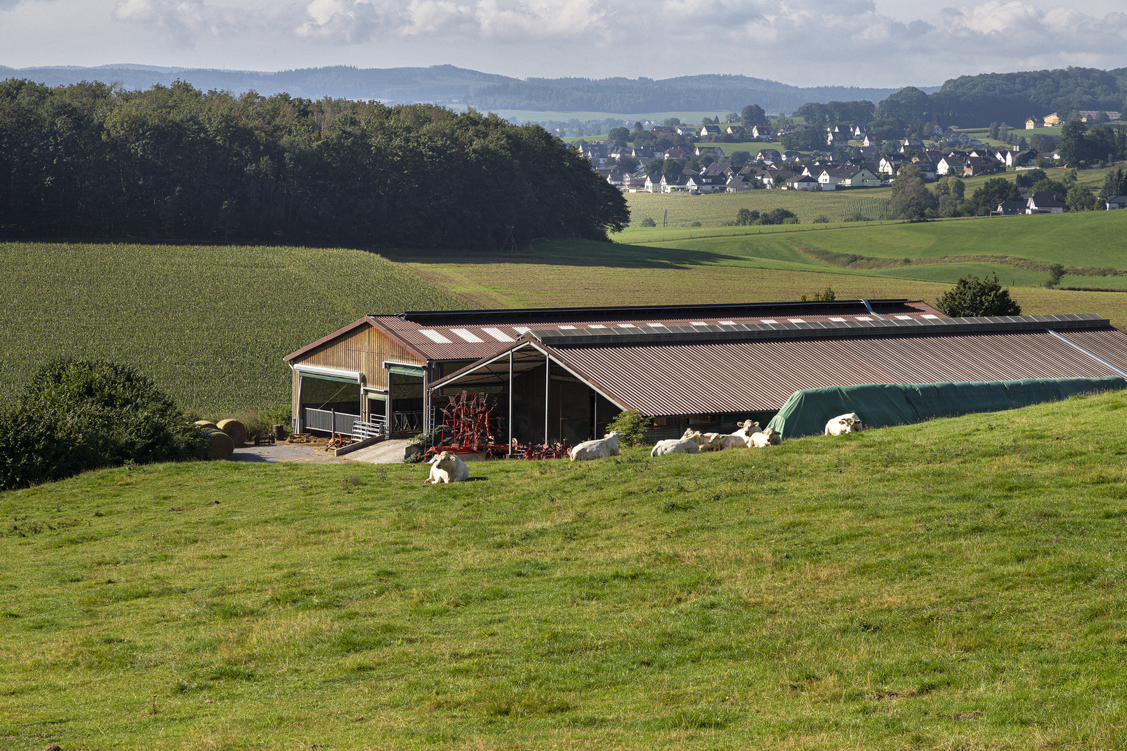 Kuhstall morgens im Sauerland