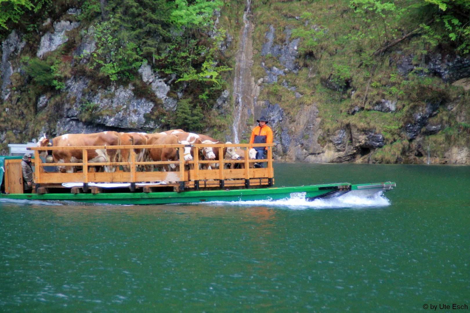 Kuhtaxi Königssee