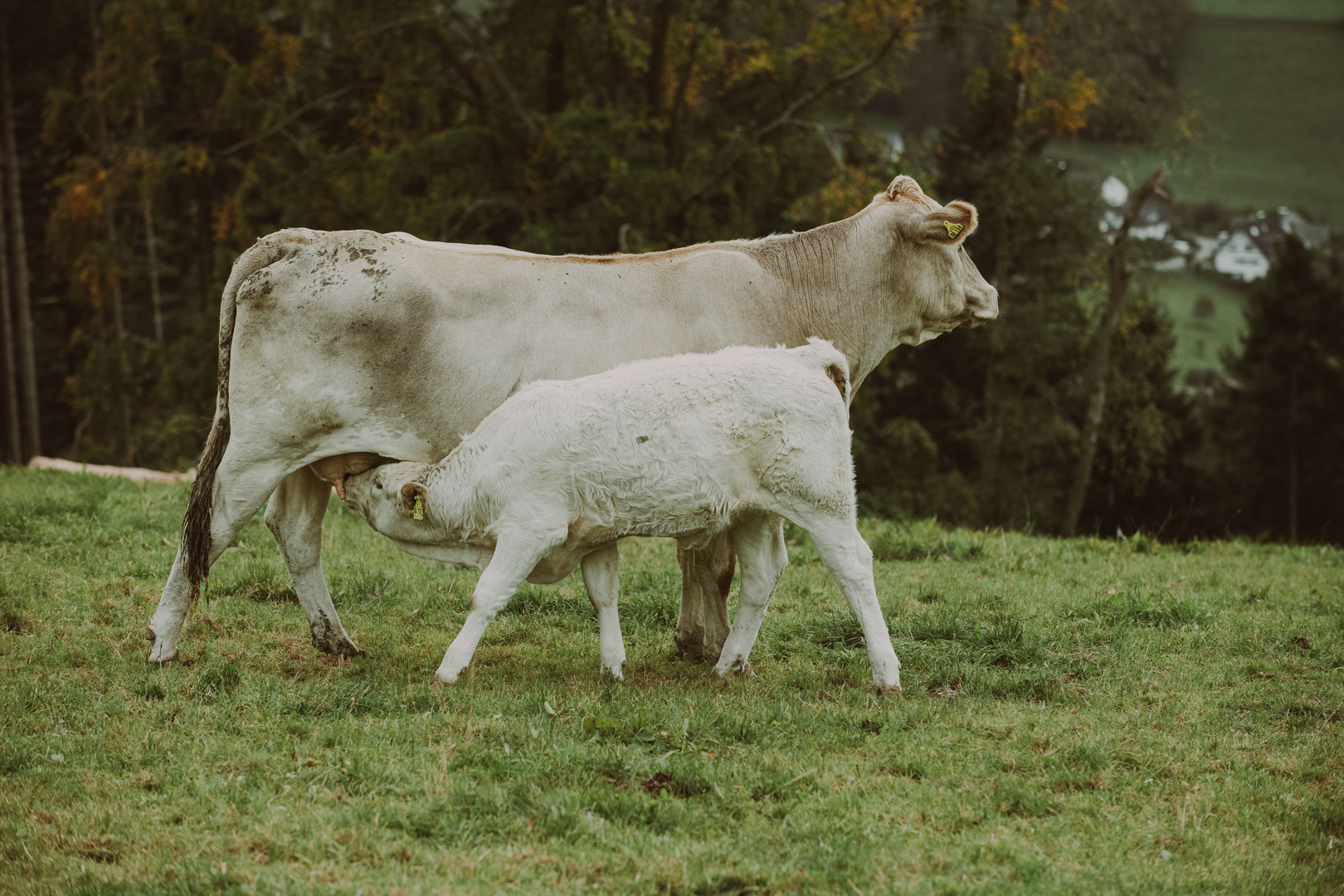 Kuhweide *3* Foto & Bild fotos, nikon, world Bilder auf