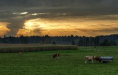 Kuhweide am Abend