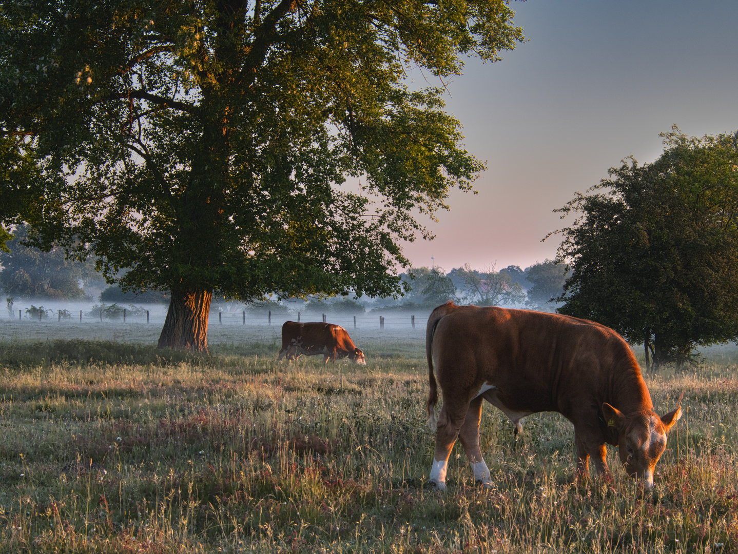 Kuhweide am Morgen