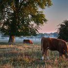 Kuhweide am Morgen