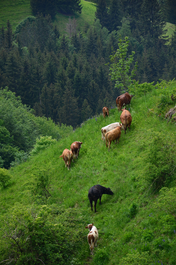 Kuhweide am Steilhang im Schwarzwald