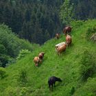 Kuhweide am Steilhang im Schwarzwald