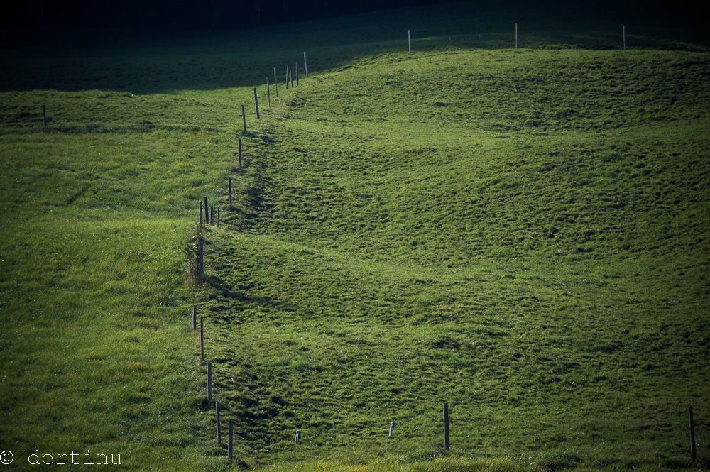 Kuhweide am Waldrand