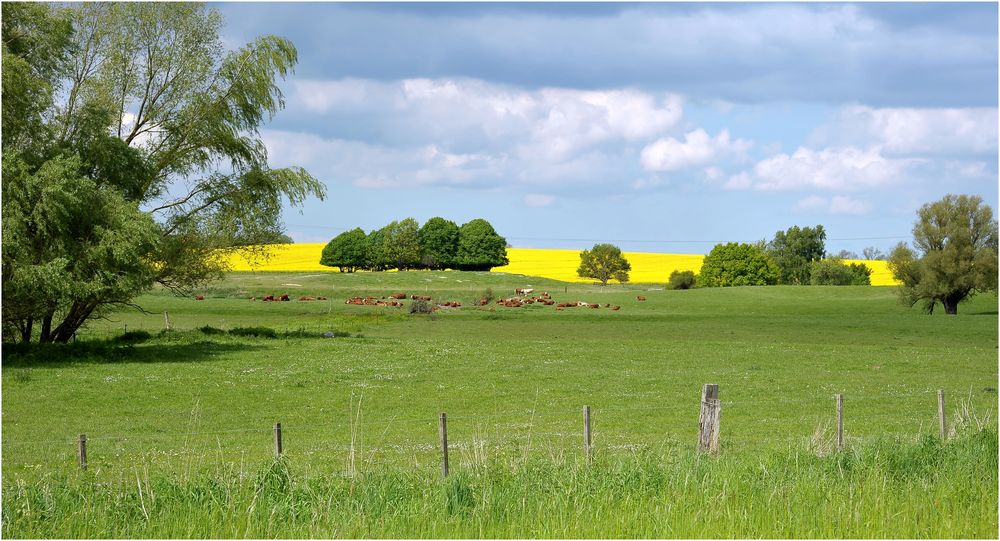 Kuhweide bei Dalwitz