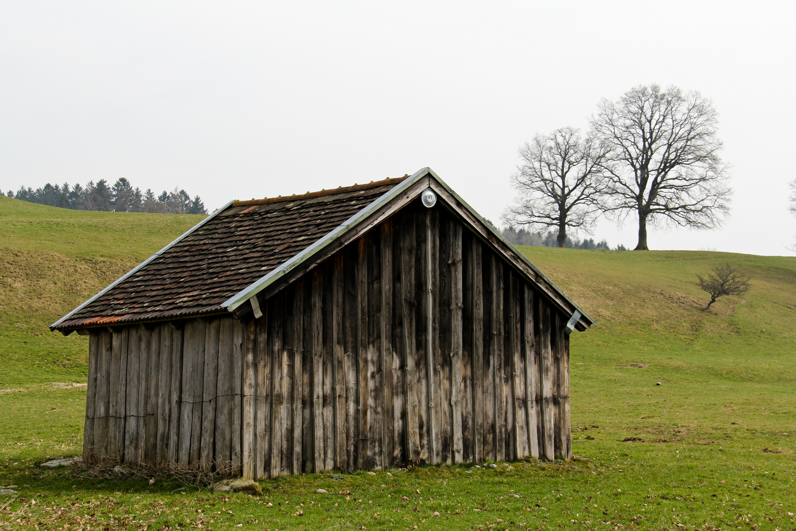 Kuhweide im Frühjahr