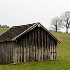 Kuhweide im Frühjahr