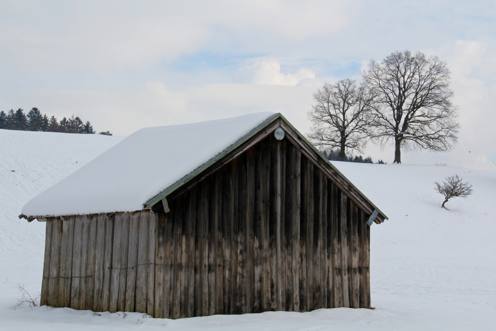 Kuhweide im Winter