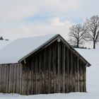 Kuhweide im Winter