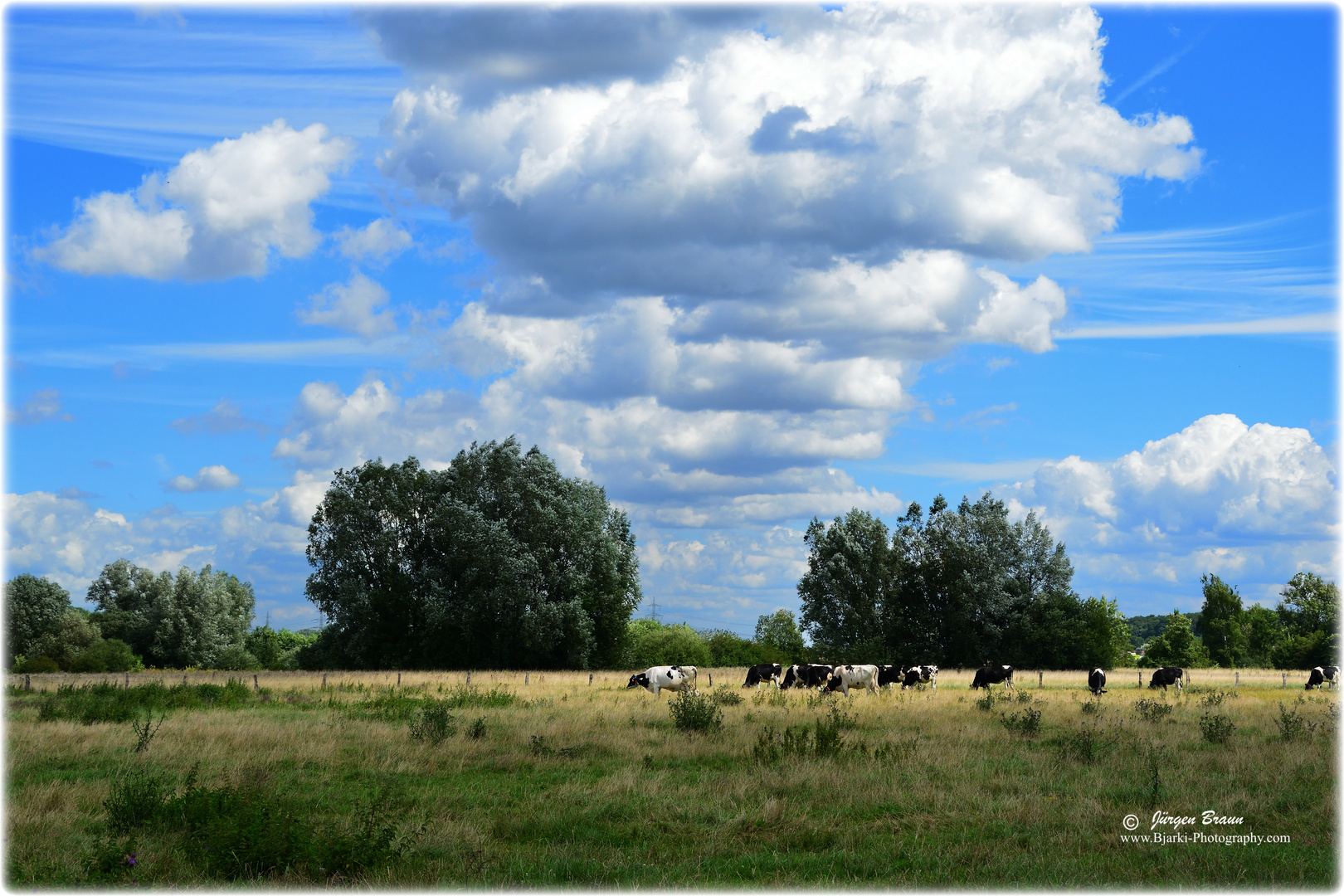 Kuhweide in der Heide