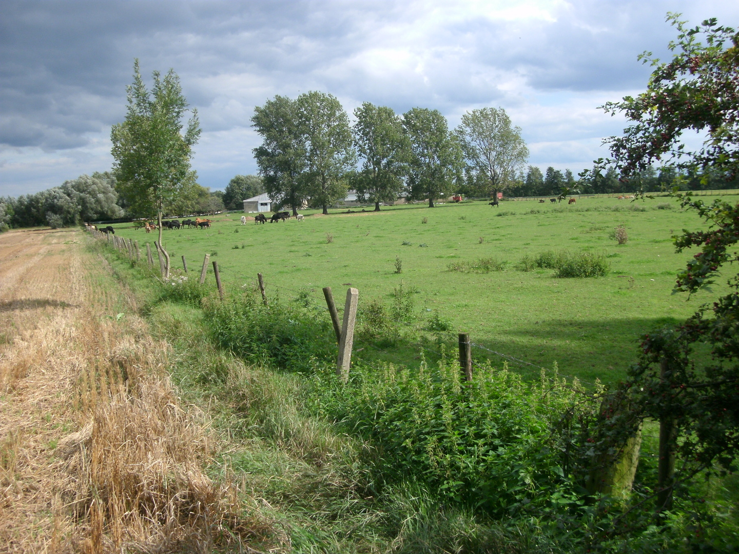 Kuhweide in Großbüllesheim