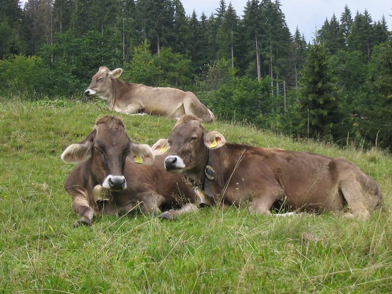 Kuhweide mit relaxenden Kühen