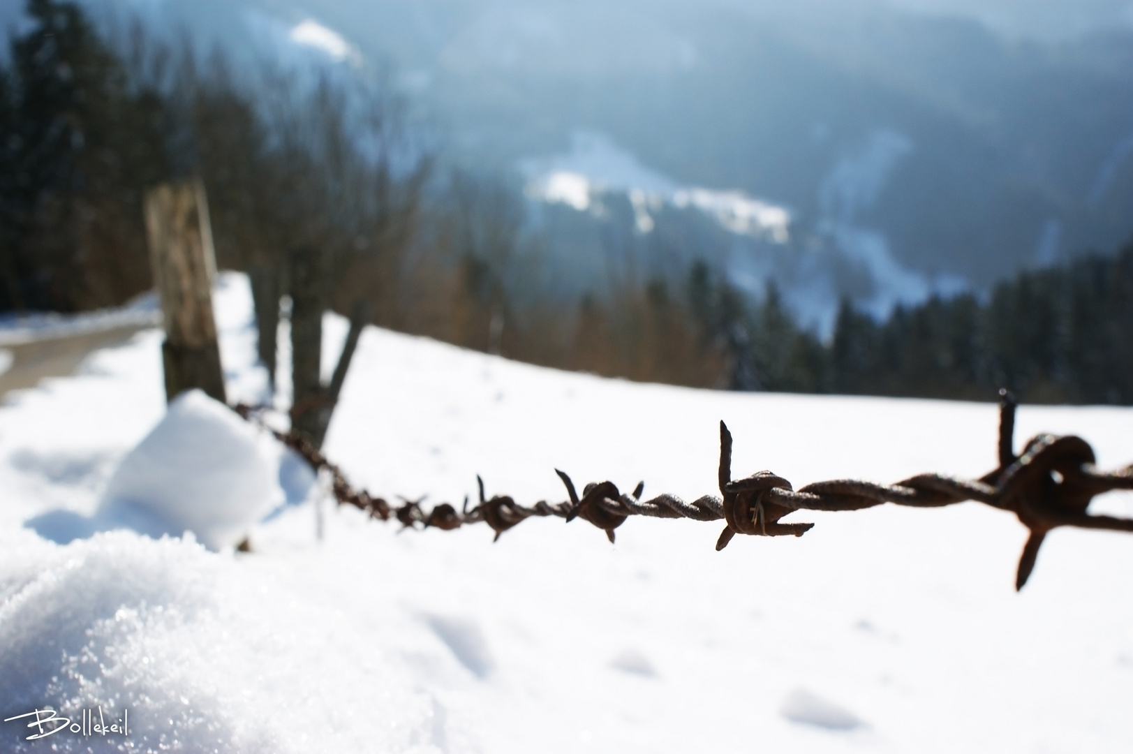 Kuhzaun in Österreich