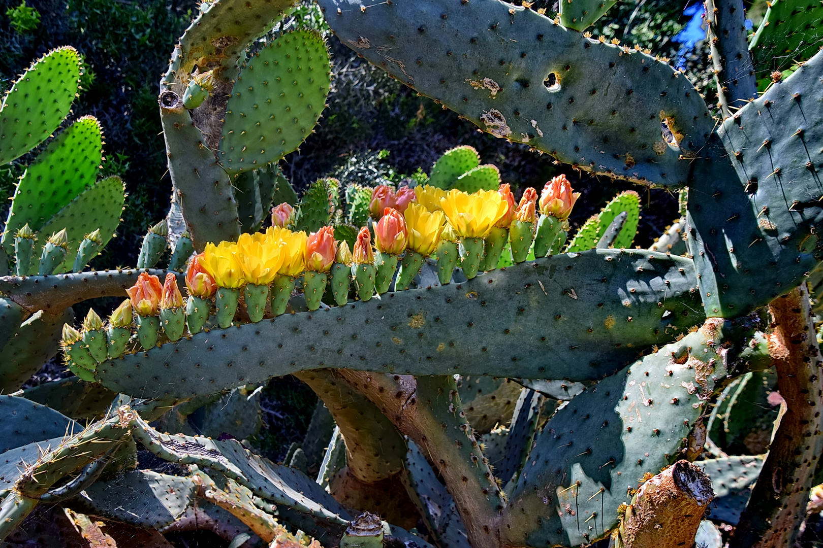 Kuhzunge Kaktus, Opuntia Linguiformis