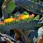 Kuhzunge Kaktus, Opuntia Linguiformis