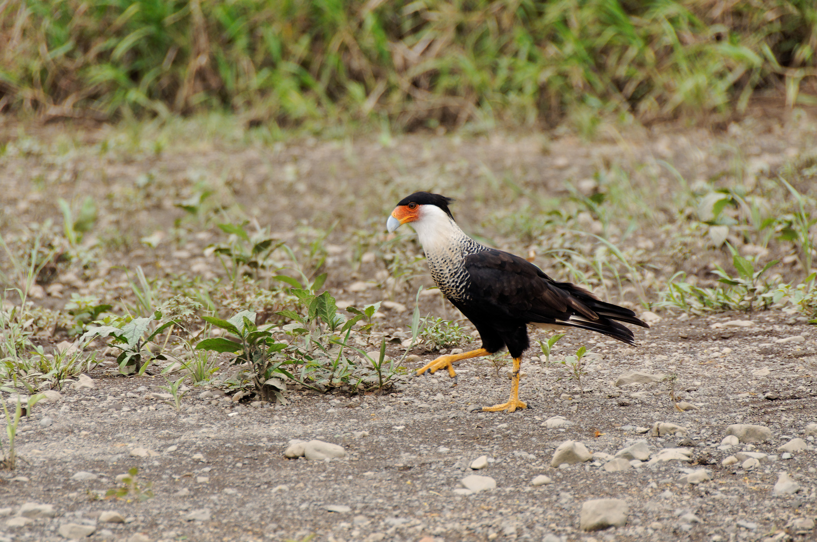 Kuifcaracara