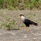 Kuifcaracara