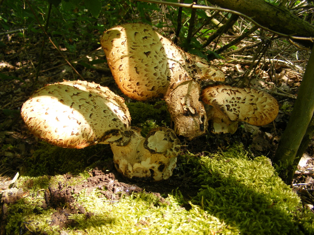 kuinderbos......oder kuinderwald....