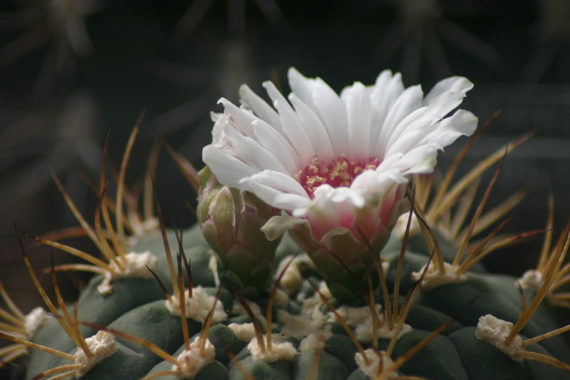 Kuktus im Liberecer Botanischen Garten