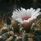 Kuktus im Liberecer Botanischen Garten