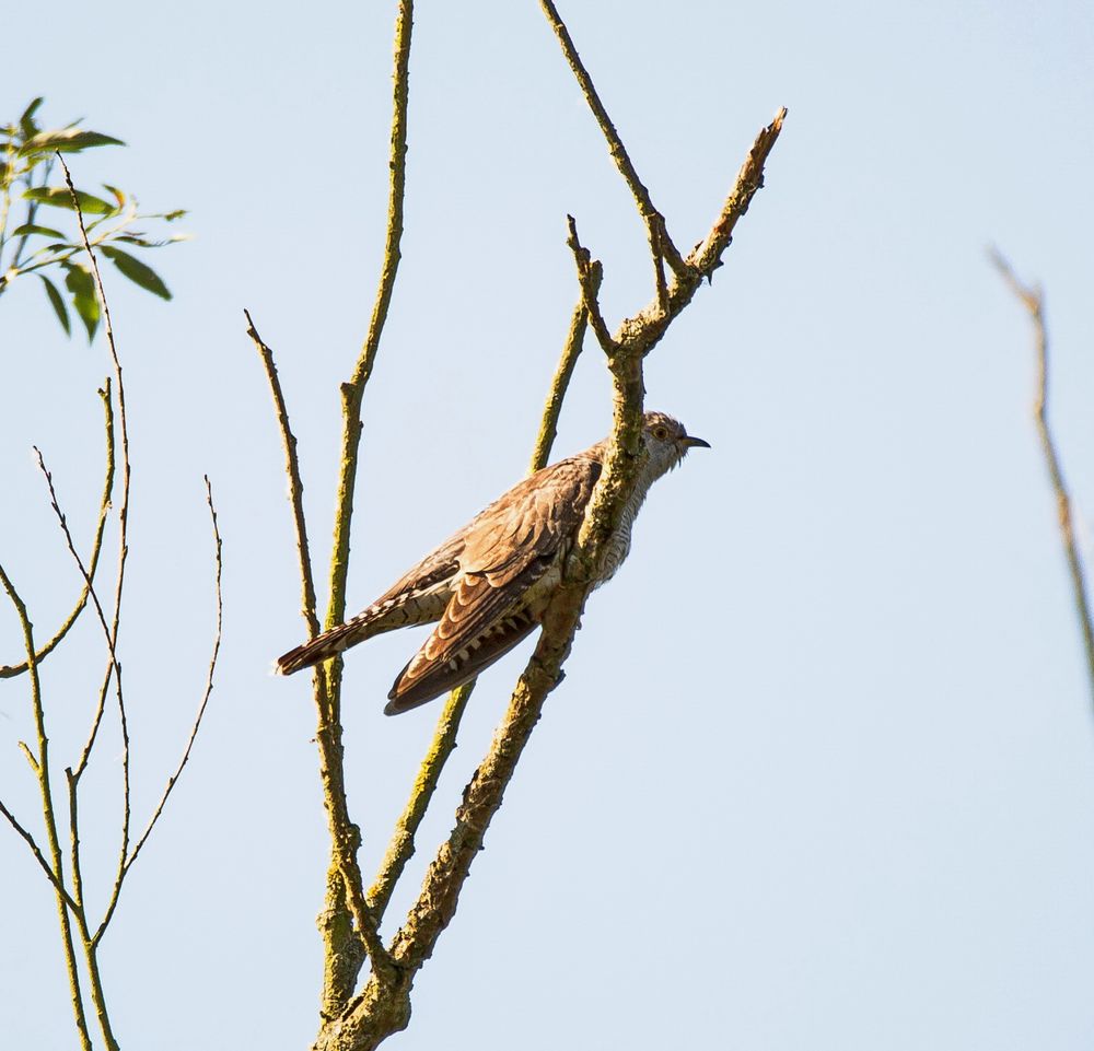 Kukuk Foto & Bild natur, tiere, wildlife Bilder auf