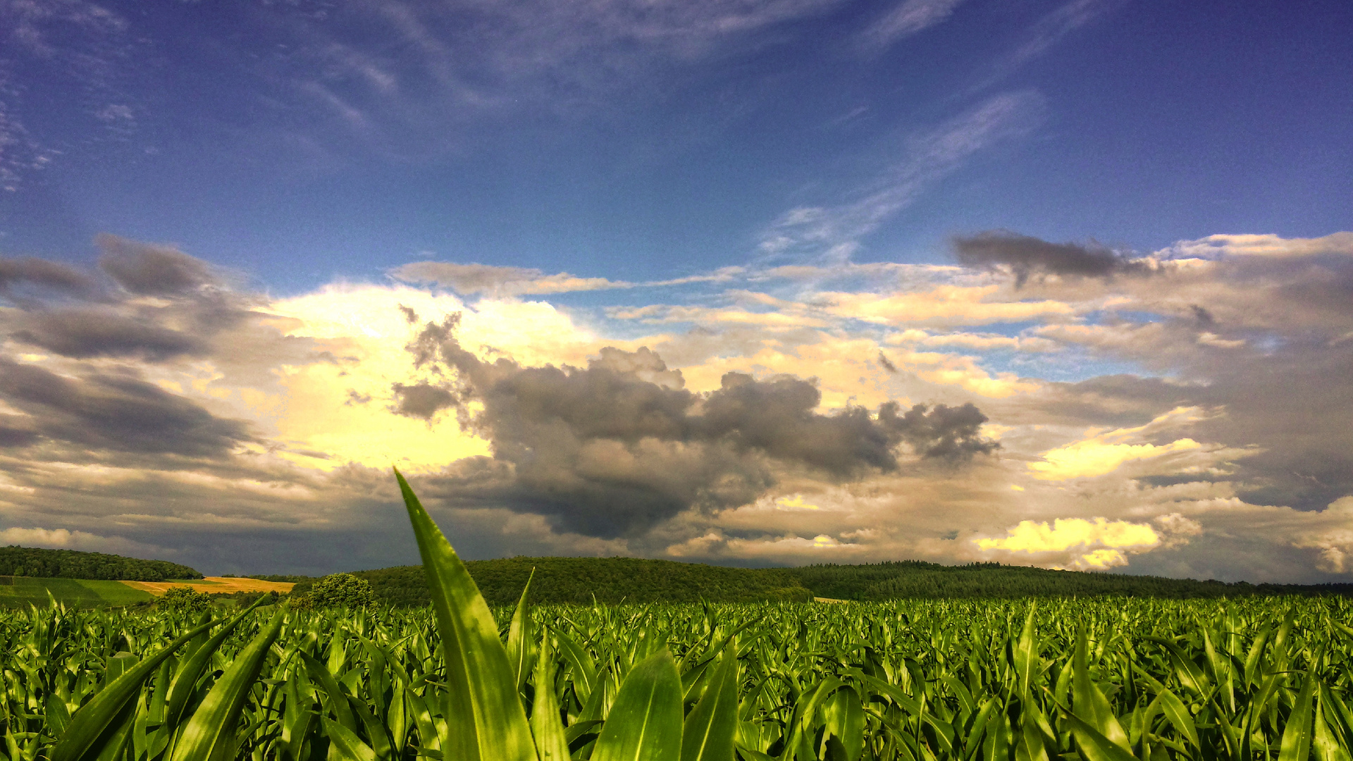 Kukurydza HDR