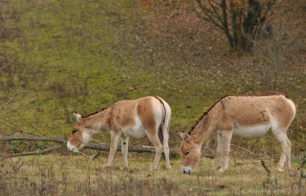 Kulane – Fressen für den Naturschutz