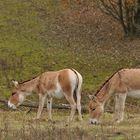 Kulane – Fressen für den Naturschutz