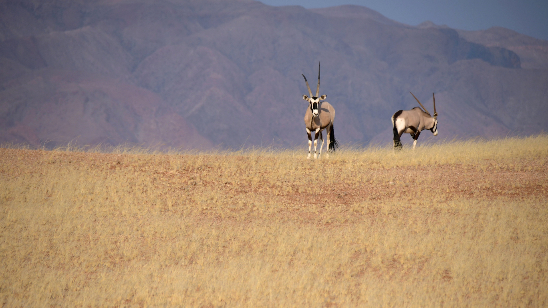 Kulisse für zwei Oryx